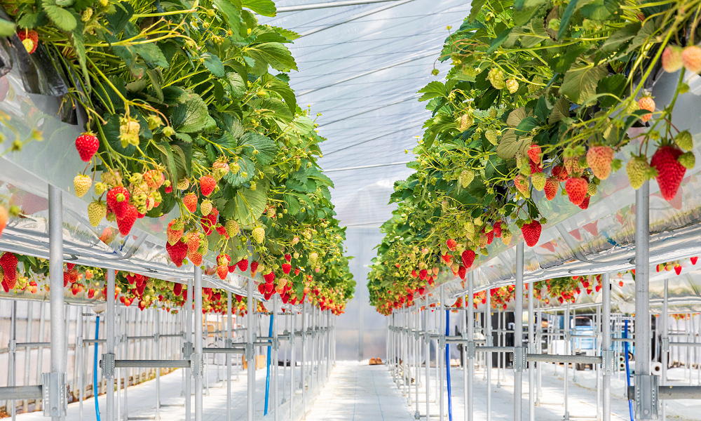 飛騨高山から美味しいイチゴを届けたい