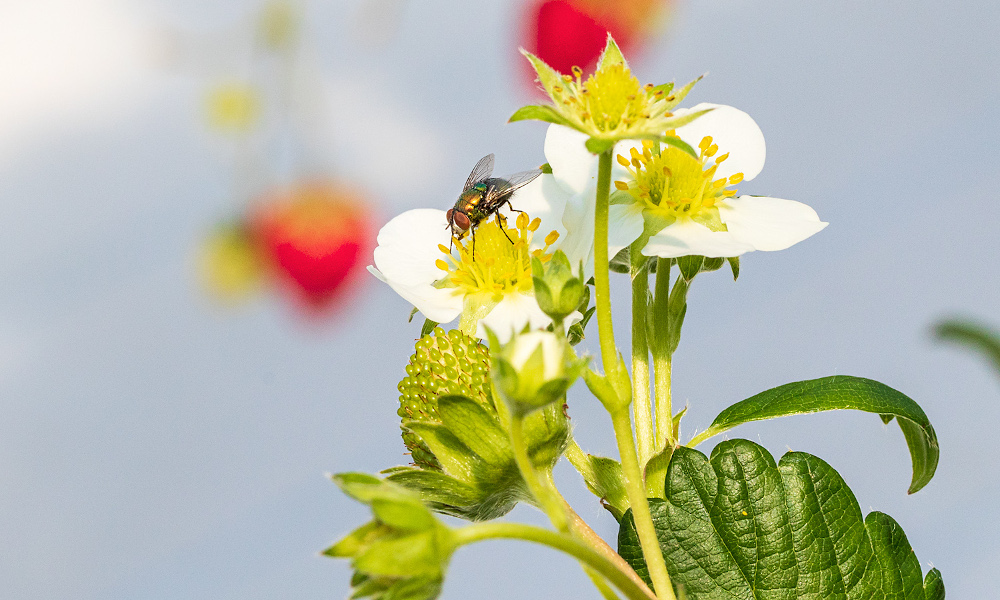 授粉に農業用ビーフライ(ヒロズキンバエ)の利用