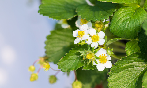 日々変化するイチゴ 2