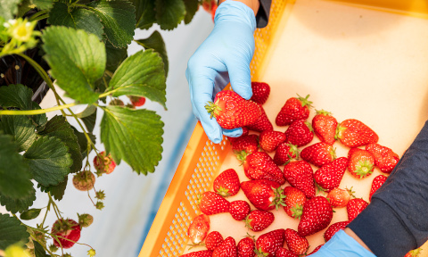 日々変化するイチゴ 3