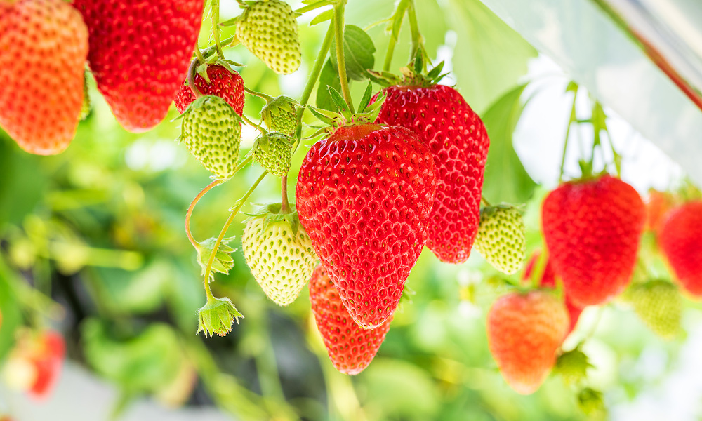 家族でつくるm Berry Farmのイチゴ