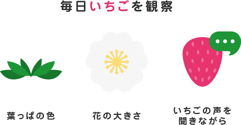 日々変化するイチゴ 1